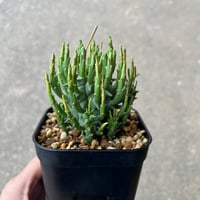 ユーフォルビア スコエランディ 闘牛角2