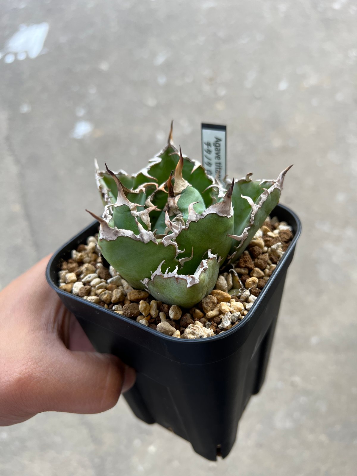 アガベ チタノタ 白鯨 | STELLA.PLANTS