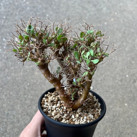 CATEGORY ユーフォルビア | STELLA.PLANTS