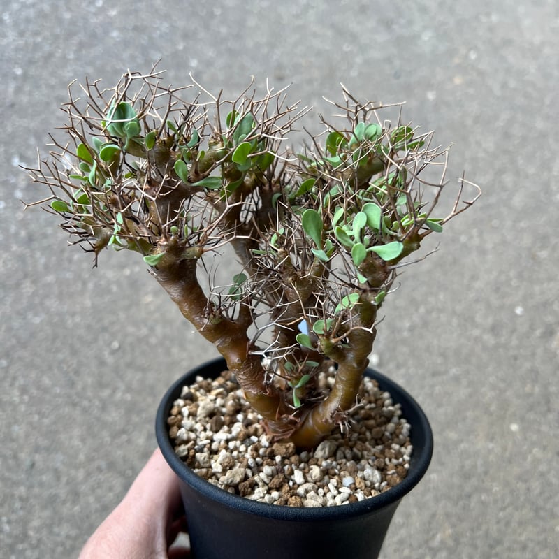 オトンナ ユーフォルビオイデス1 | STELLA.PLANTS