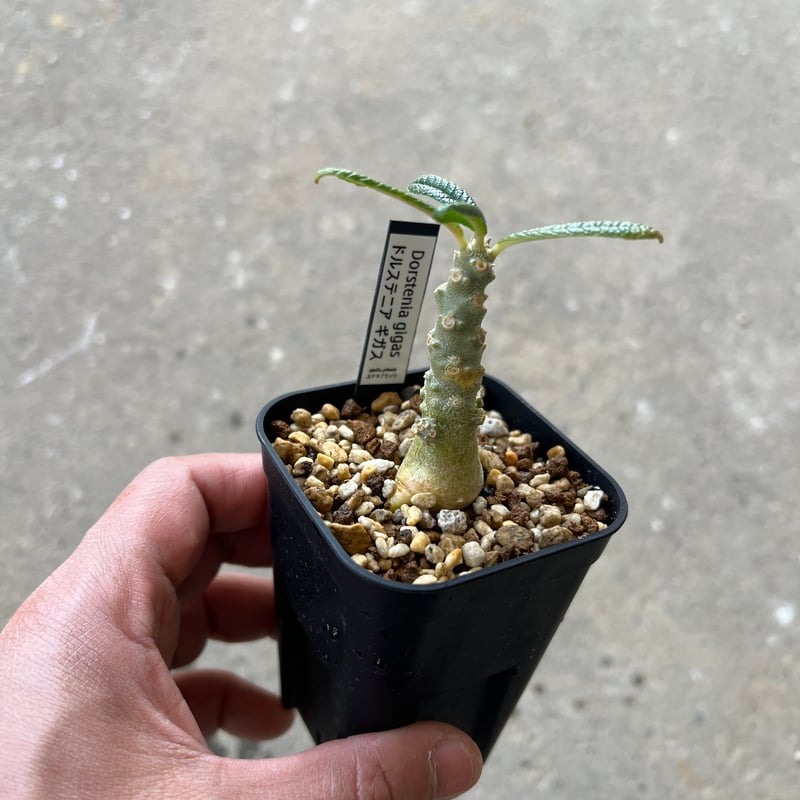ドルステニア ギガス3 | STELLA.PLANTS
