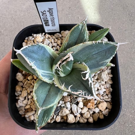 アガベsad | STORES