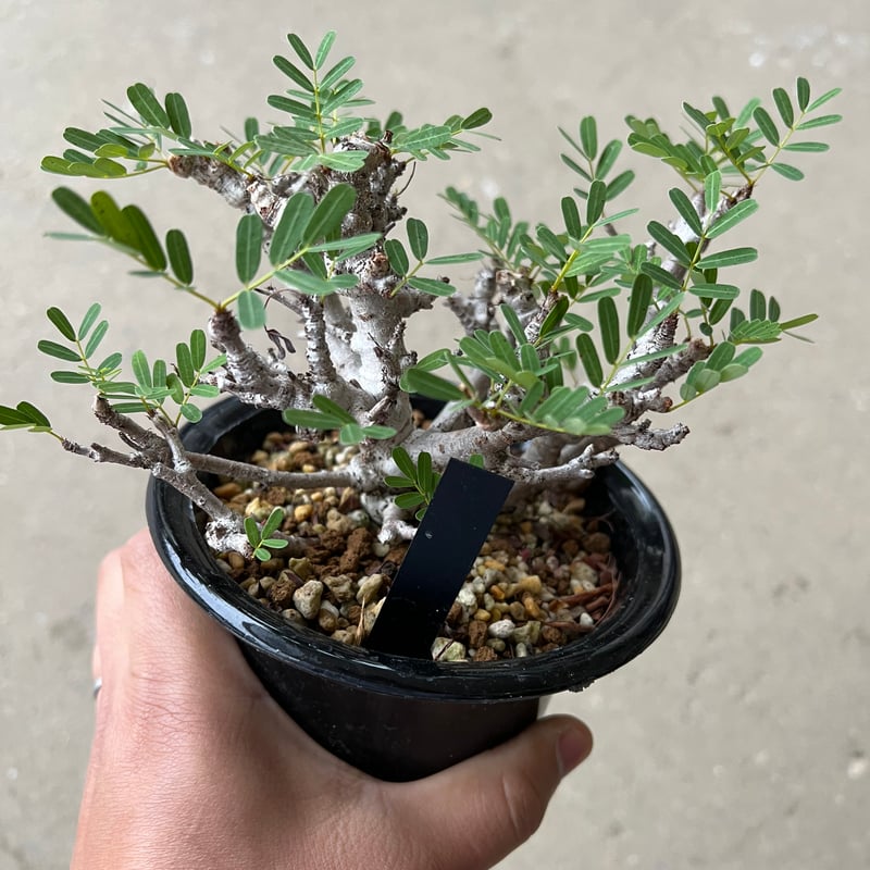 センナ メリディオナリス | STELLA.PLANTS センナ メリディオナリス | STELLA.PLANTS