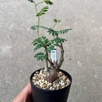 センナ メリディオナリス2