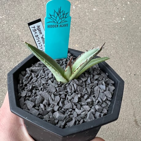 Agave 'White Fang' 1