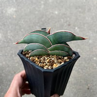 サンセベリア ロリダ5