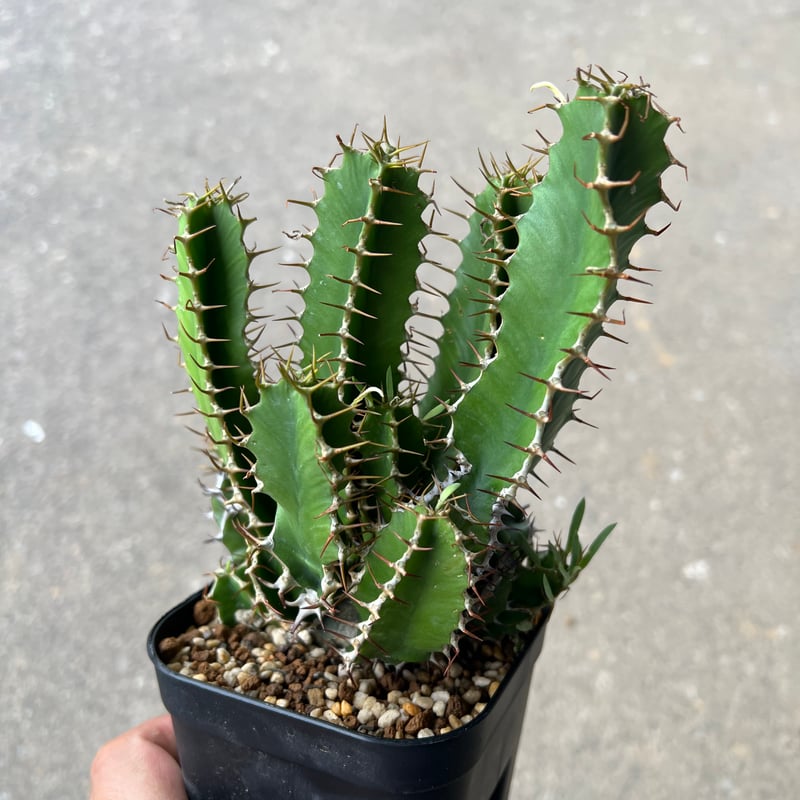 ユーフォルビア ムランジーナ3 | STELLA.PLANTS
