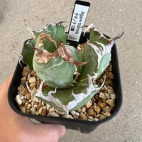 Agave 'White Fang' 3 アガベ ホワイトファング | STELLA.PLANTS