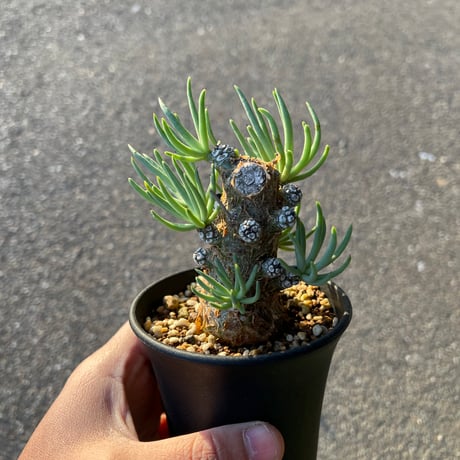 チレコドン　ペアルソニー　鉢ごと チレコドン・ペアルソニー | 多肉植物・特別な鉢の販売 | トーキー | TOKY