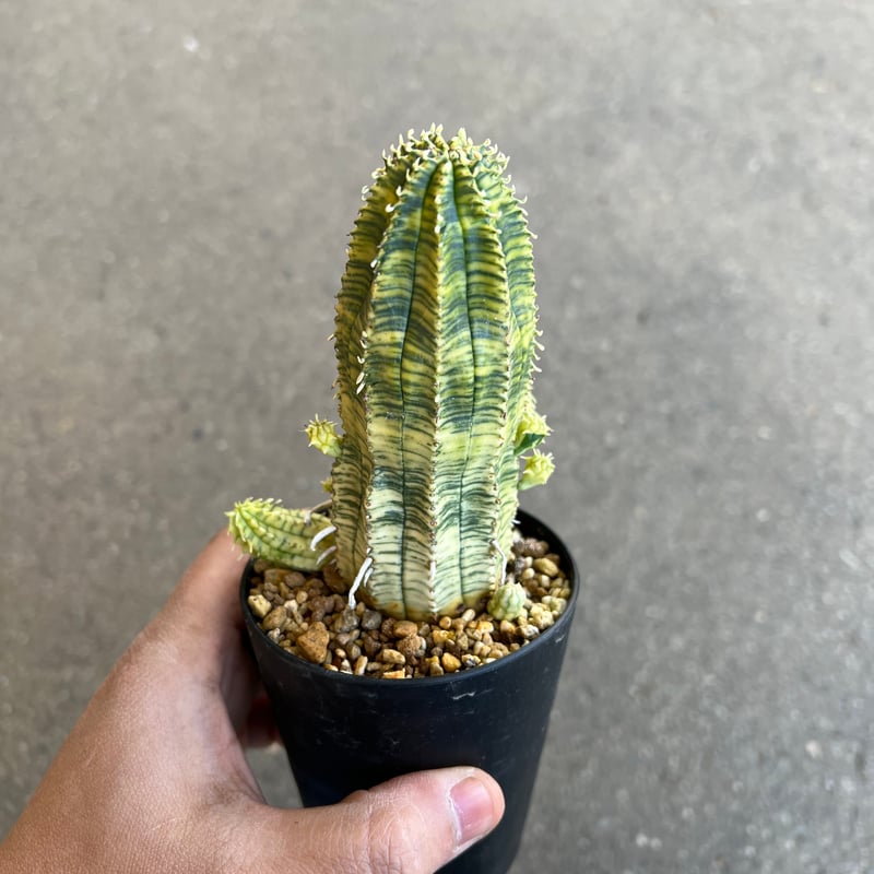 ユーフォルビア 魔紅麒麟錦 | STELLA.PLANTS