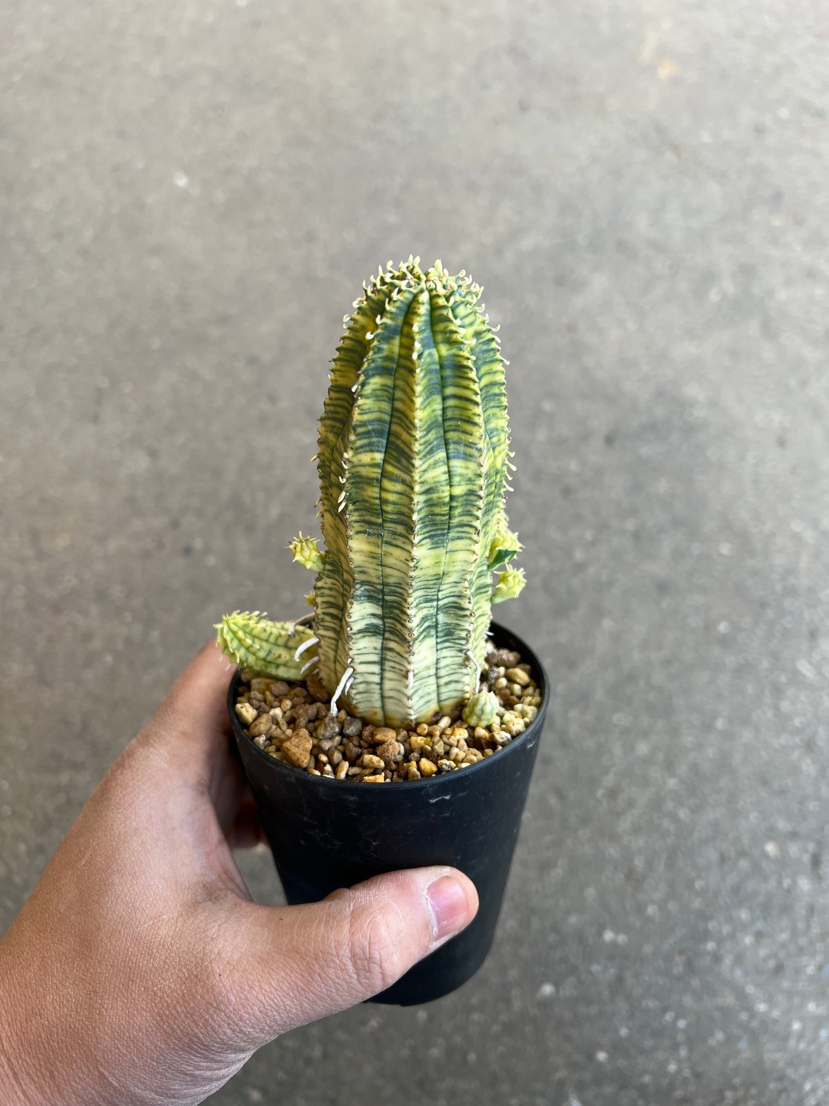 レア ユーフォルビア 魔紅キリン錦 仔株群生 4号プラ鉢 親株 コレクション レア ユーフォルビア 魔紅キリン錦 仔株群生 4号プラ鉢 親株