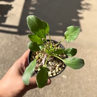 フォークイエリア ファシクラータ | STELLA.PLANTS フォークイエリア ファシクラータ | STELLA.PLANTS