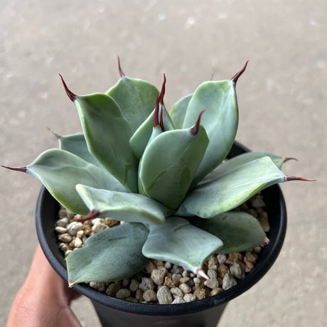 イシスメンシス一本刺タイプ 3