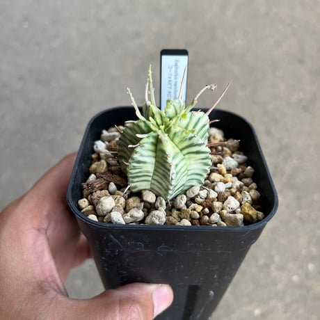 CATEGORY ユーフォルビア | STELLA.PLANTS