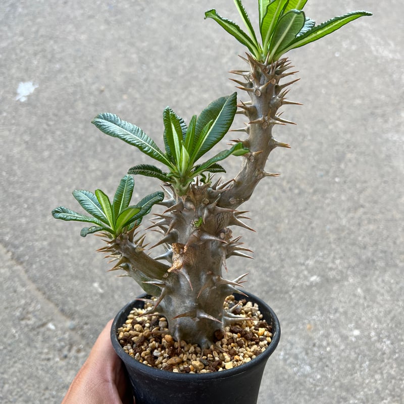 パキポディウム アンボンゲンセ 挿木 | STELLA.PLANTS パキポディウム アンボンゲンセ 挿木 | STELLA.PLANTS