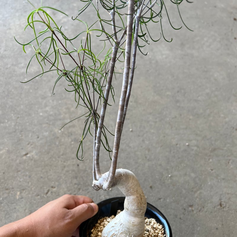 ユーフォルビア　へディオトイデス ユーフォルビア ヘディオトイデス Euphorbia hedyotoides