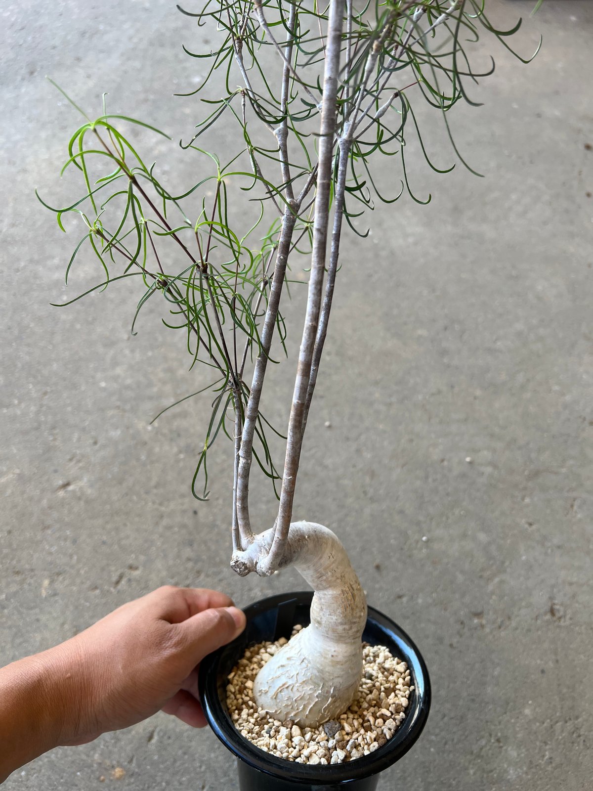 ユーフォルビア　へディオトイデス ユーフォルビア ヘディオトイデス | STELLA.PLANTS