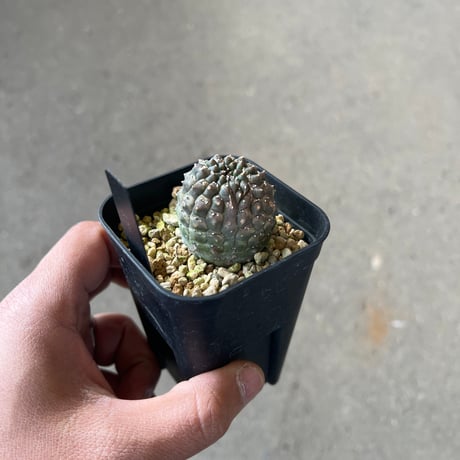 ユーフォルビア　ギムノカリキオイデス2