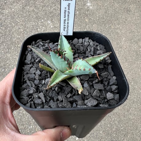 CATEGORY アガベ | STELLA.PLANTS