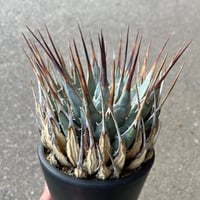 ユタエンシス エボリスピナ