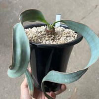 Agave 'White Fang' 3 アガベ ホワイトファング | STELLA.PLANTS