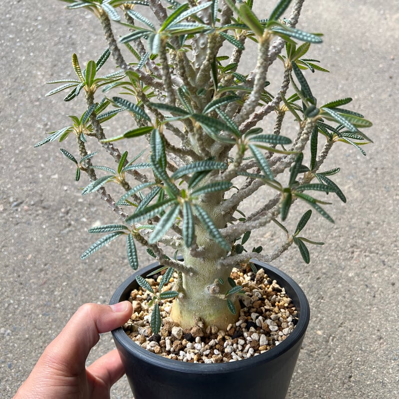 ドルステニア ギガス ブラータ | STELLA.PLANTS