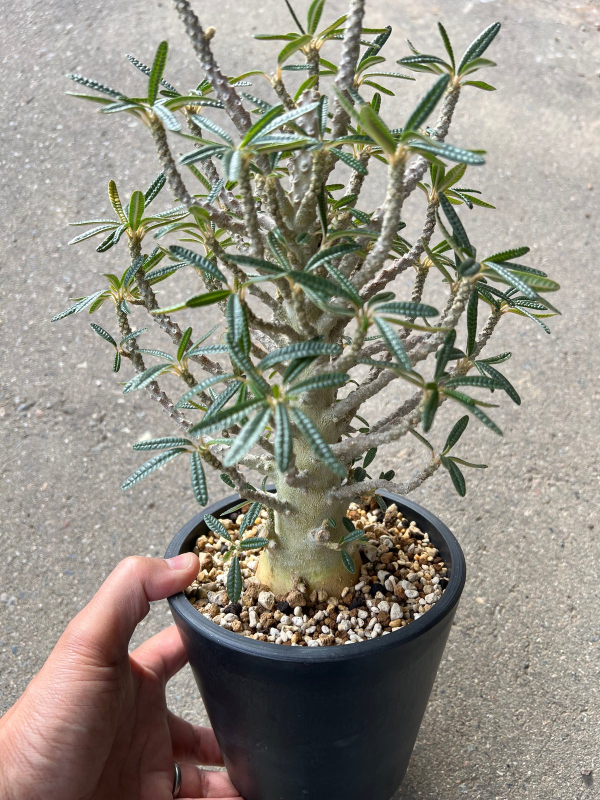 ドルステニア ギガス ブラータ | STELLA.PLANTS