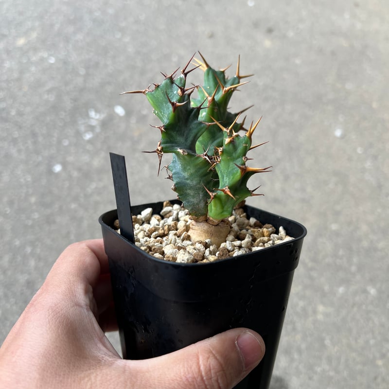 ユーフォルビア クラビゲラ1 | STELLA.PLANTS