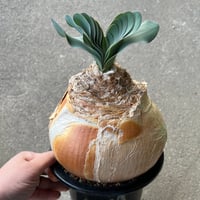 ブーファン ハエマンソイデス | STELLA.PLANTS ブーファン ハエマンソイデス | STELLA.PLANTS