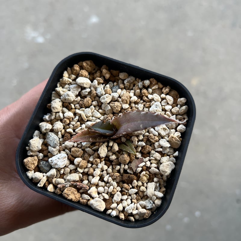 アガベ 白鯨子株 | STELLA.PLANTS アガベ 白鯨子株 | STELLA.PLANTS