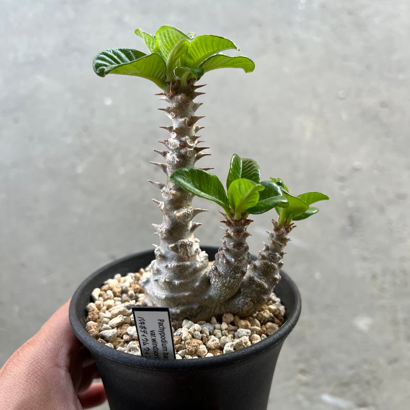 パキポディウム ウィンゾリー | STELLA.PLANTS パキポディウム ウィンゾリー | STELLA.PLANTS