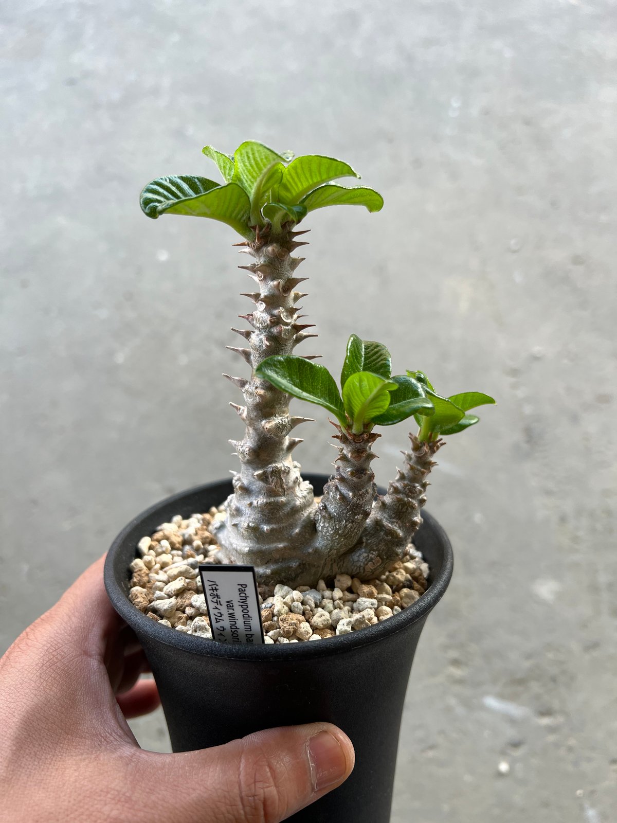 コ*コ様 Pachypodium Windsorii パキポディウム ウィンゾリ Pachypodium windsorii パキポディウム ウィンゾリー 種子 100粒