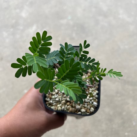 センナ メリディオナリス 1