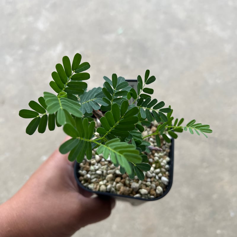 センナ メリディオナリス 1 | STELLA.PLANTS センナ メリディオナリス 1 | STELLA.PLANTS