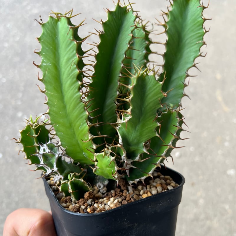 ユーフォルビア ムランジーナ3 | STELLA.PLANTS