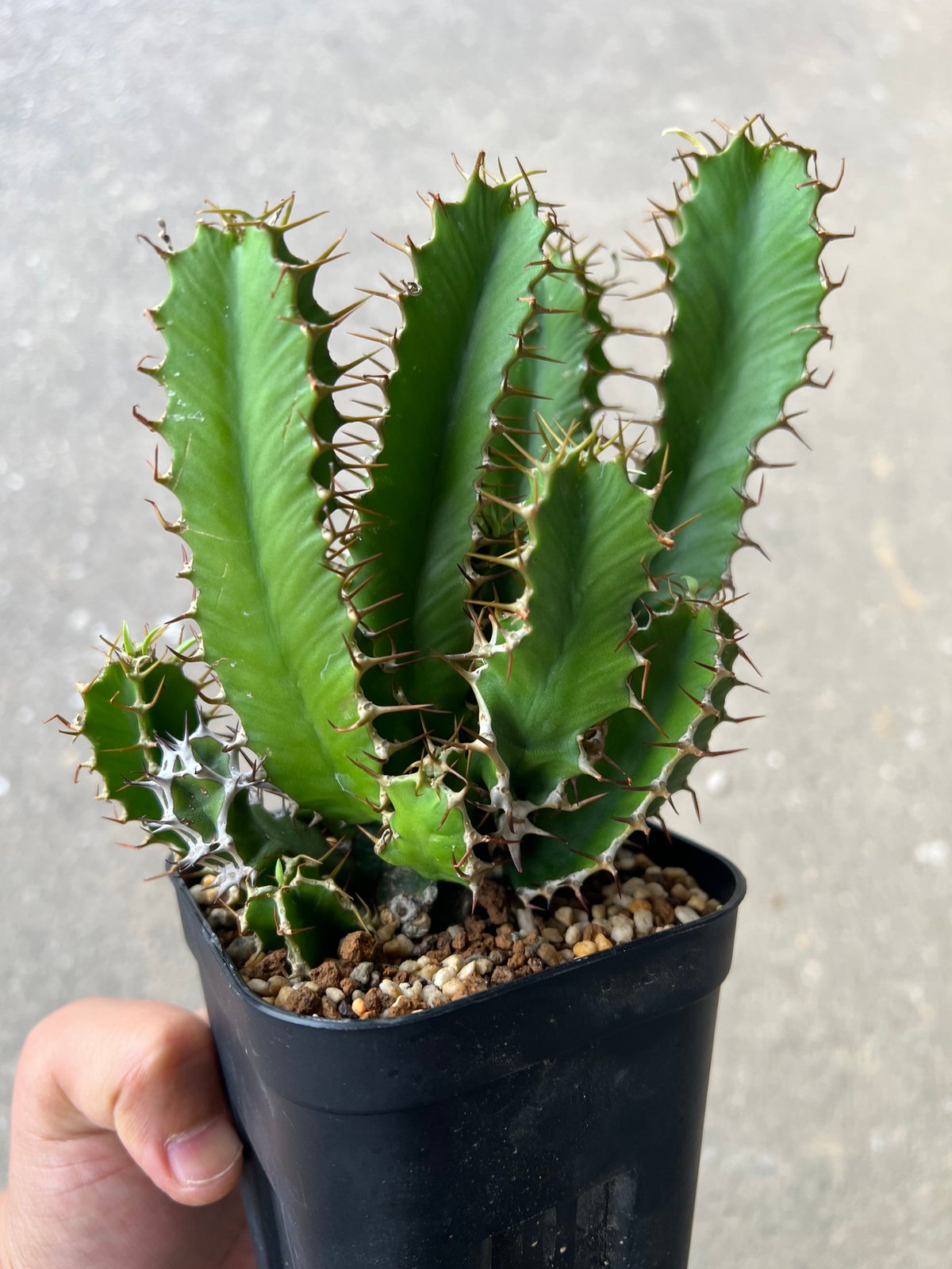ユーフォルビア ムランジーナ3 | STELLA.PLANTS