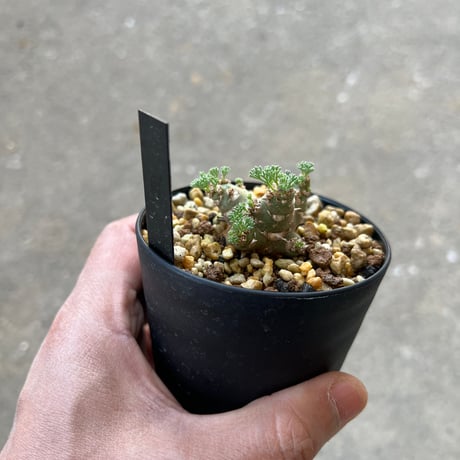 モンソニア ペニクリナム4