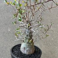 フォークイエリア コルムナリス　観峰玉