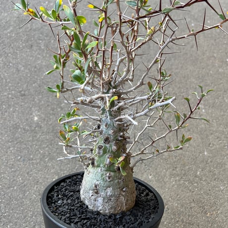 CATEGORY コーデックス | STELLA.PLANTS