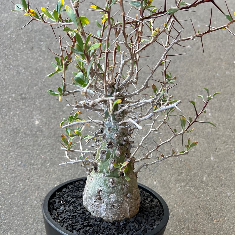 フォークイエリア コルムナリス 観峰玉 | STELLA.PLANTS