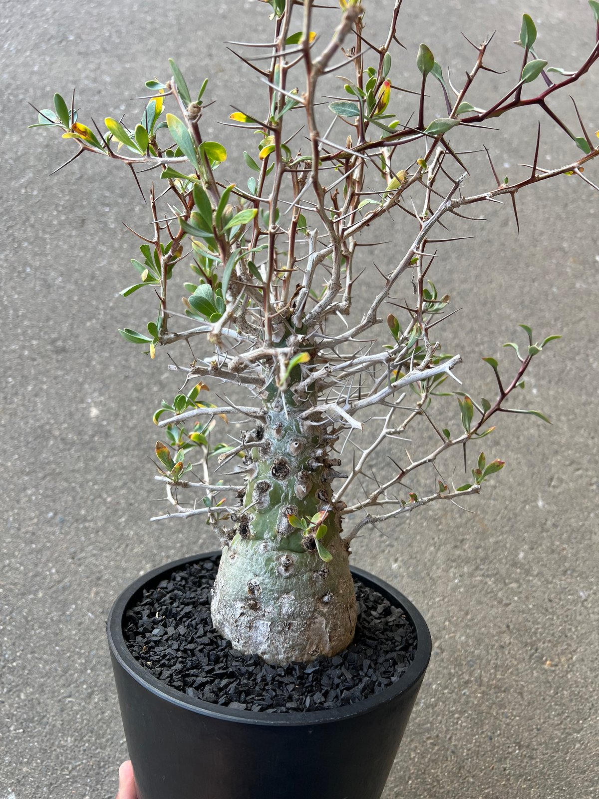 フォークイエリア コルムナリス 観峰玉 | STELLA.PLANTS