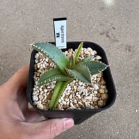 Agave titanota 'Creep'1 | STELLA.PLANTS