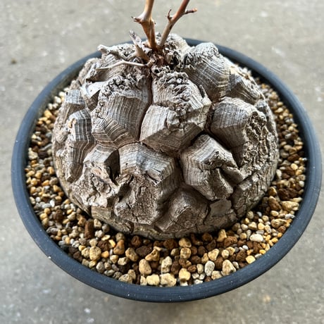 最終値下げ メキシコ亀甲竜　現地球　美株 亀甲竜特大サイズ美球体現地株