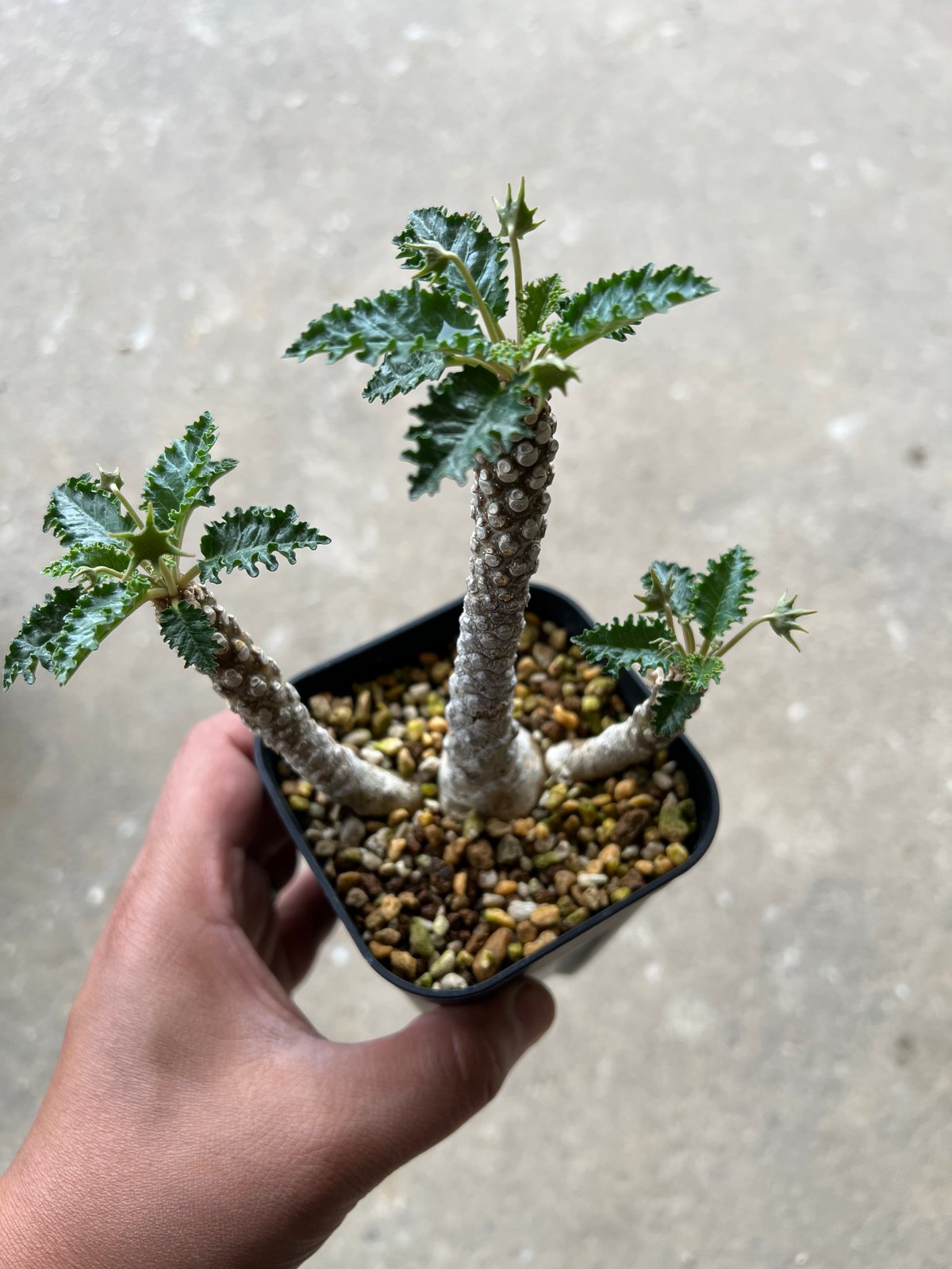 【開花株】ドルステニア　ホルウッディ錦　実生株　ポットごと発送 ドルステニア ホルウッディ 実生株 花付き ポットごと発送