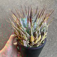 アガベ チタノタ '狼牙' | STELLA.PLANTS