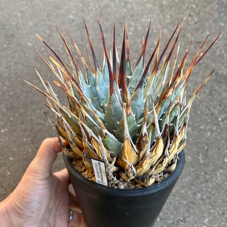 アガベ ３鉢 今日は暖かい アガベの前で ボーっとしてたら もうこんな時間😅 さて