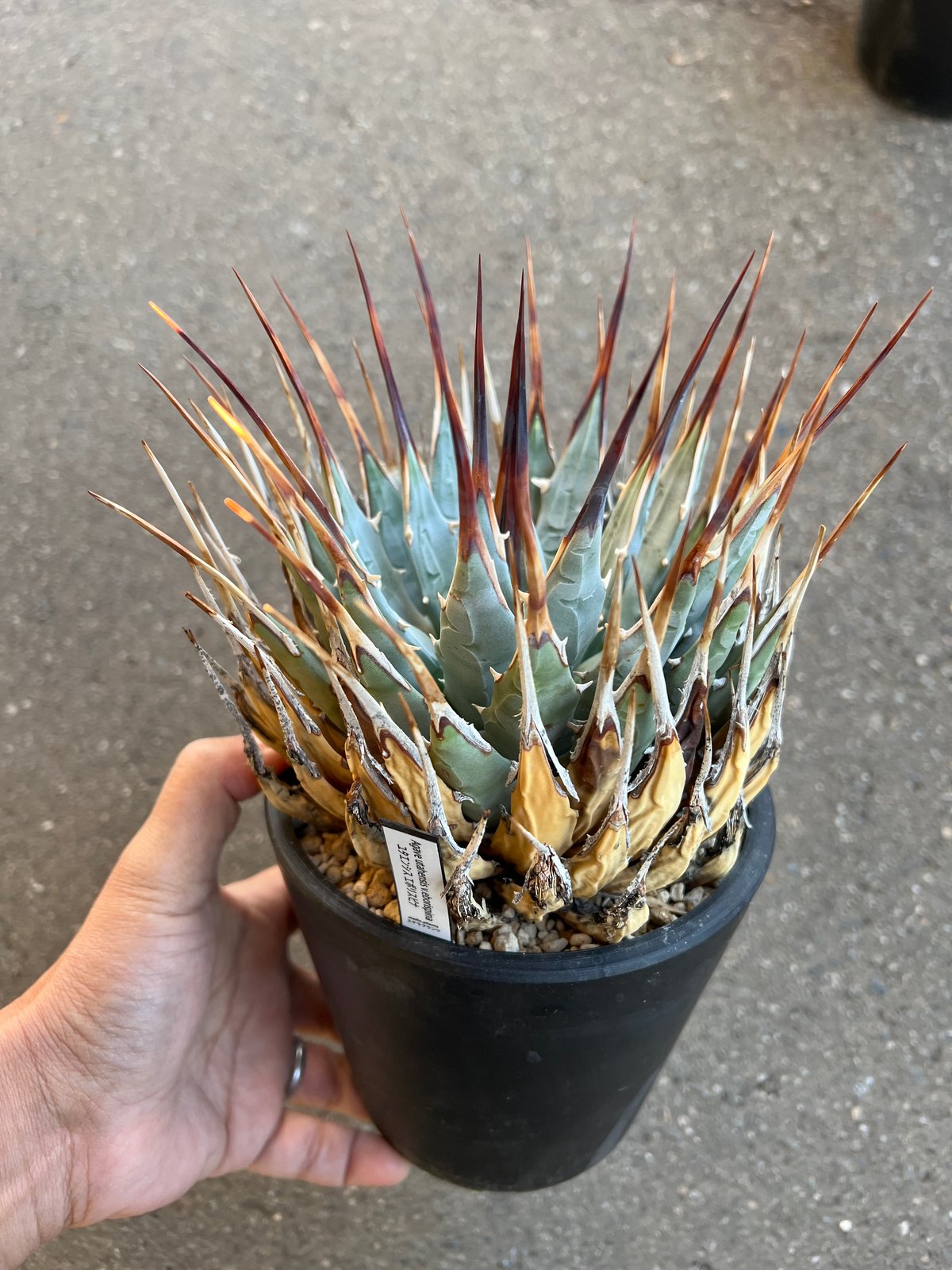 fit=scale-down,w=1200