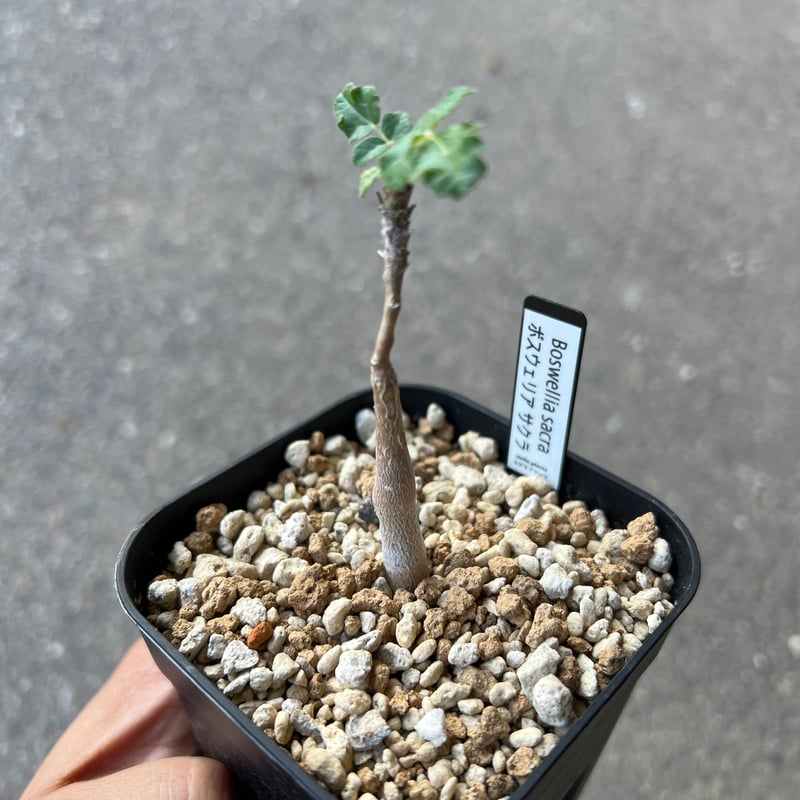 ボスウェリアサクラ fit=scale-down,w=1200