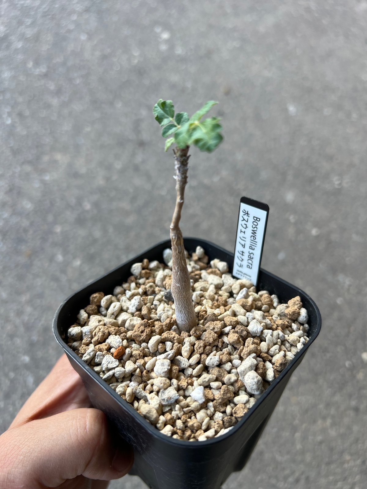 ボスウェリア サクラ Boswellia sacra ボスウェリア サクラ 2 | STELLA.PLANTS