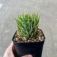 ユーフォルビア スコエランディ 闘牛角6
